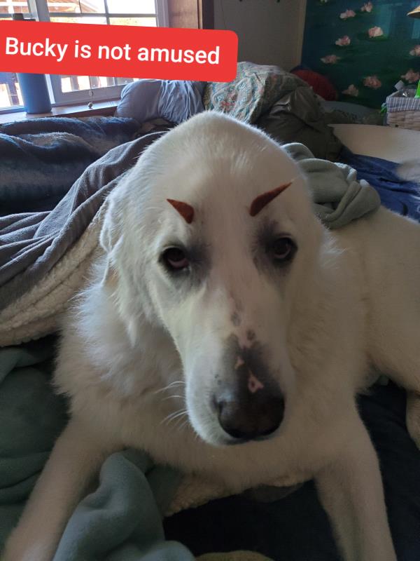 /Images/uploads/Connections Pet Rescue/Howl-o-ween/entries/15065thumb.jpg
